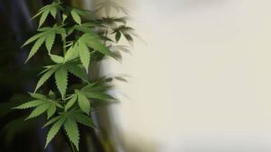 El HHC se obtiene de la planta del Cannabis